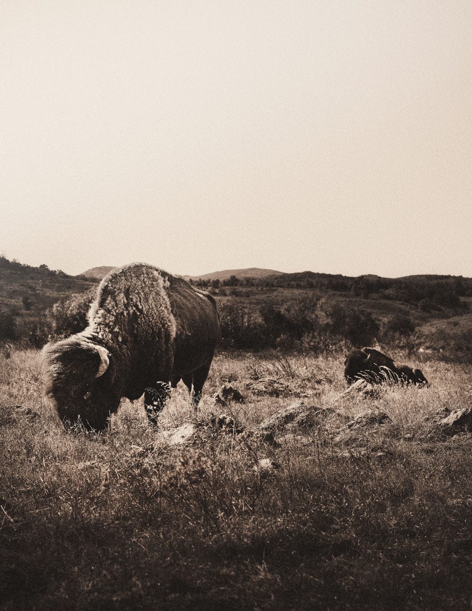 Bison grazing on a grassy prairie hillside, warm sepia tone